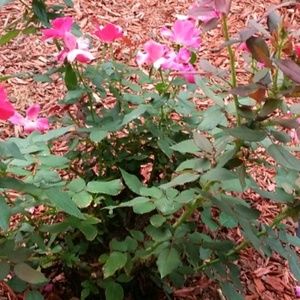 Meet your Posher, Marie